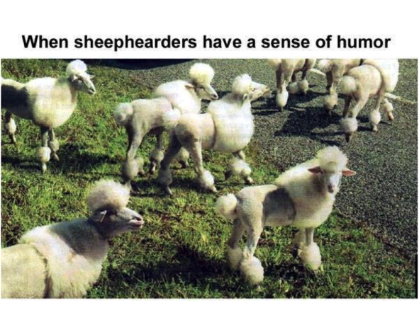 Picture of sheep cut in the style of the poodle 