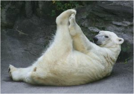 Picture of polar near reaching up to touch his left leg