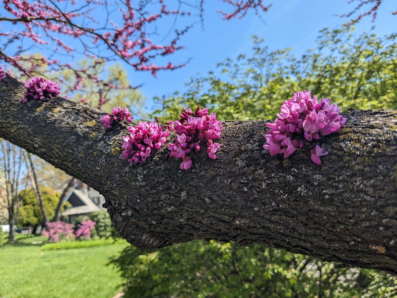 Pink flowers on a tree in Sherwood Gardens
