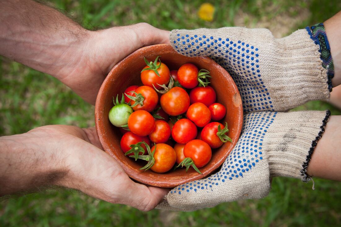 Two hands holding a bowl full of cherry tomatoes