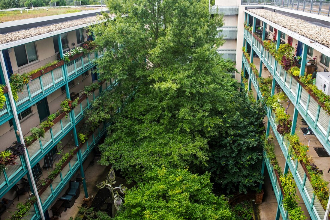 Large tree in courtyard nestled between two buildings