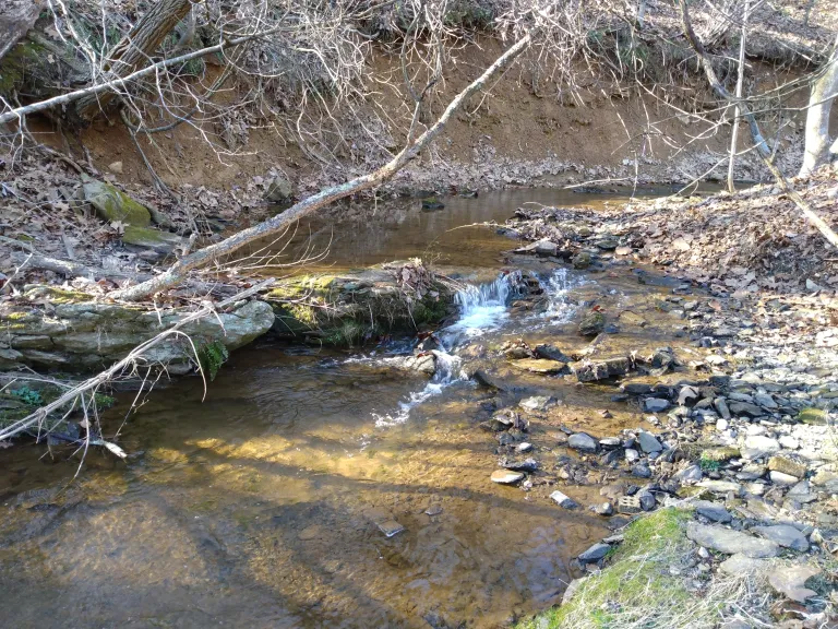 Picture of a creek in the woods
