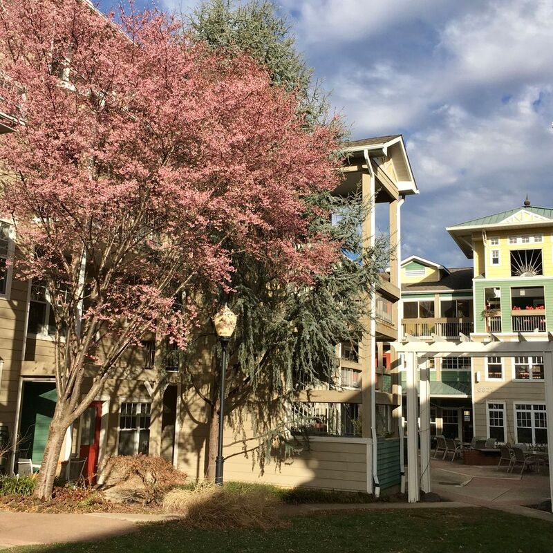 Large pink tree in front of cohousing building